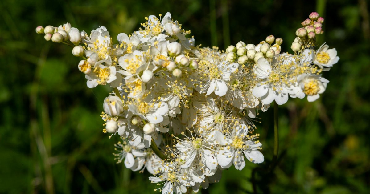 春の睡眠が浅くなったあなたへ。メドウスイートとチャービルで夜の心身を優しく整える習慣