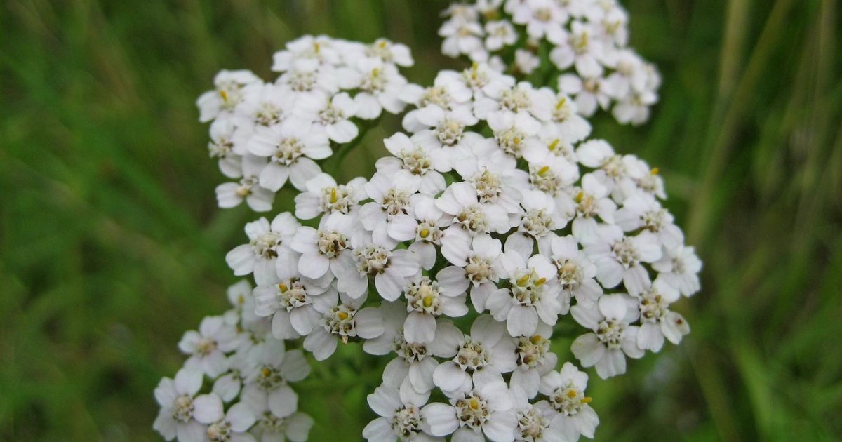 ヤロウのアズレンが春の冷えのぼせと血行改善に働く理由｜気温差が大きい季節の循環機能リセット研究