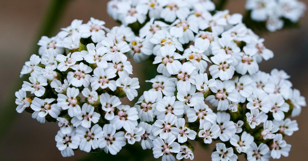 ヤロウ精油のアザレン・セスキテルペンが春の乾燥肌に働く仕組み｜芳香成分と皮膚バリア機能の科学