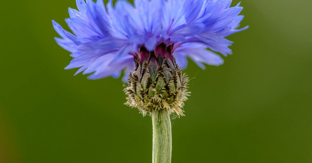 紫外線日焼けで肌が敏感になったあなたへ。コーンフラワーとビワの葉で、内側からバリア機能をサポートする春のハーブティー習慣