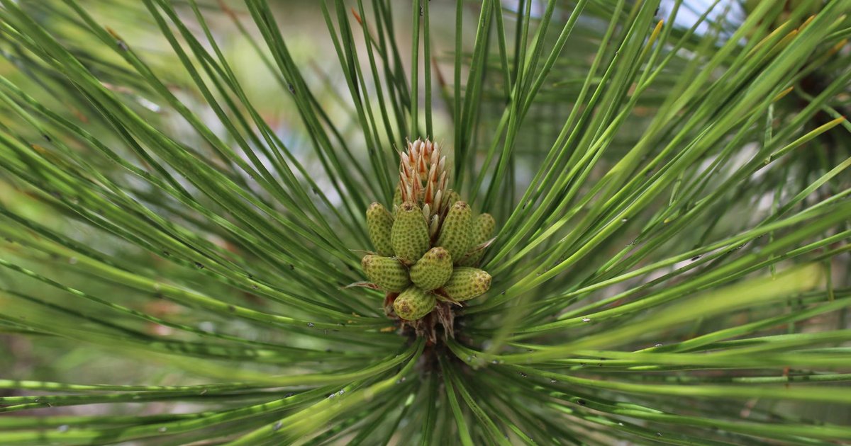 松の葉の名前の由来と意外な歴史