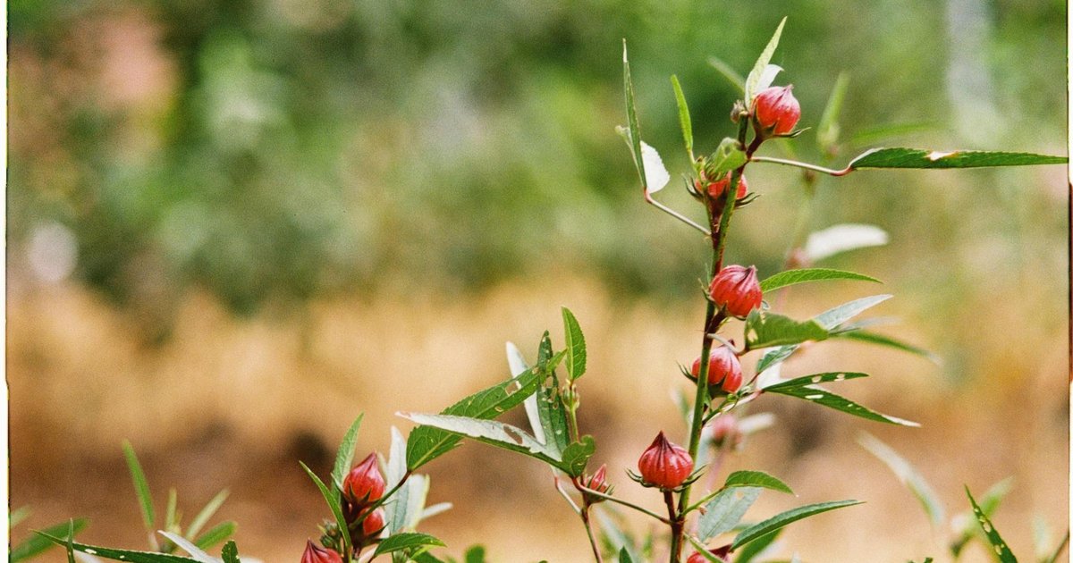 ハイビスカスとは？ヨーロッパの伝統ハーブの成分・産地・使い方の全体像