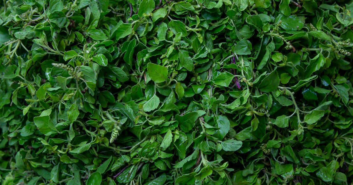 フェヌグリークの独特の香りと成分｜インド・中東の伝統ハーブの歴史と使い方ガイド