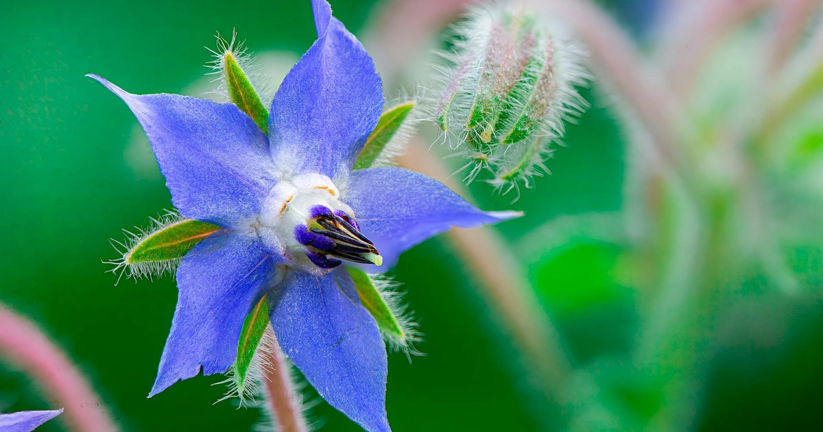 ボラージの花言葉『勇気』はなぜ？中世ヨーロッパの騎士が愛したハーブの意外な歴史