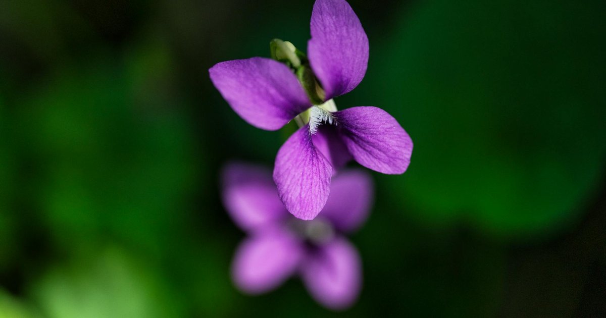 バイオレットとは？ヨーロッパの庭園で愛される青い花の成分・産地・使い方の全体像