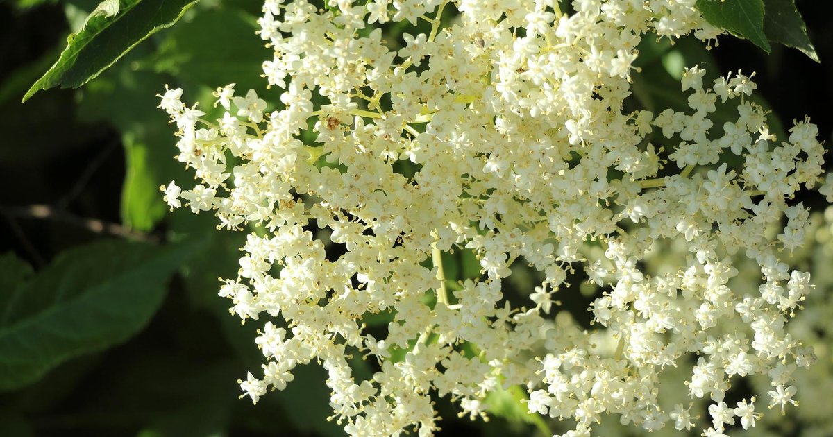 春の新生活で免疫が揺らぐあなたへ。エルダーフラワーとコーンフラワーで体の守る力を整える