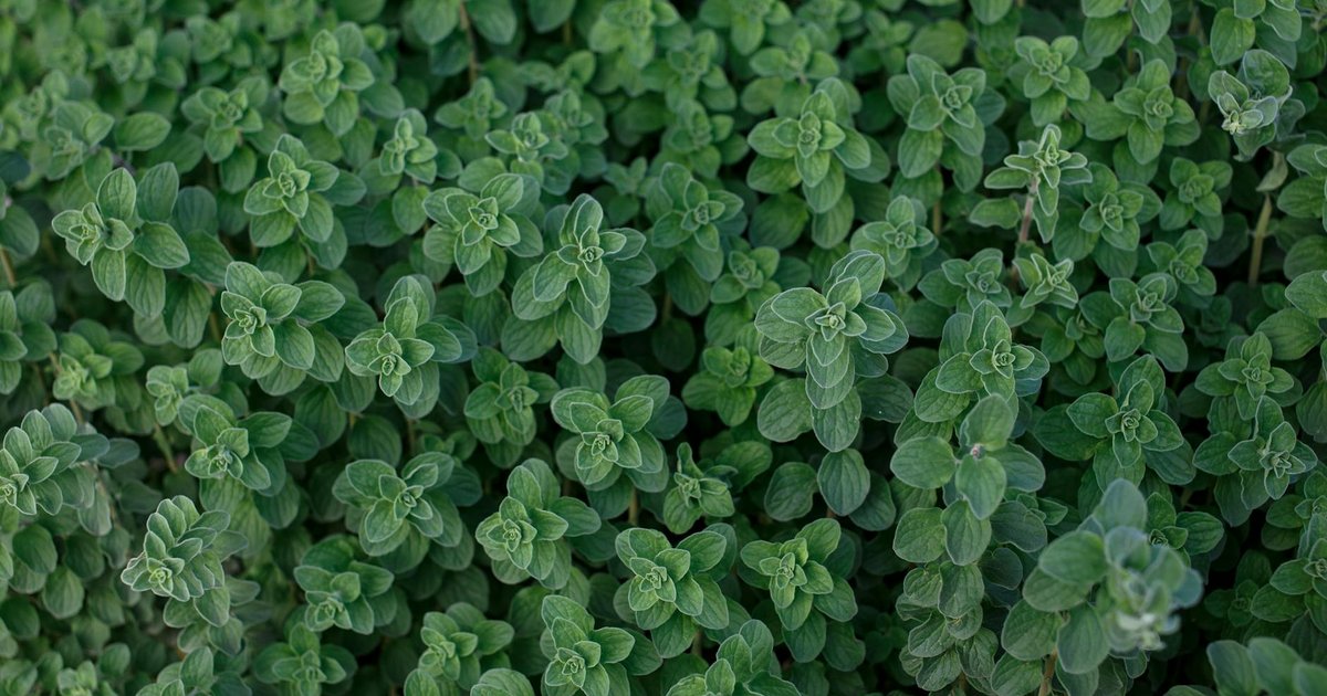 オレガノが『山の喜び』と呼ばれた理由｜古代ギリシャから中世ヨーロッパへ、2000年の香りの物語