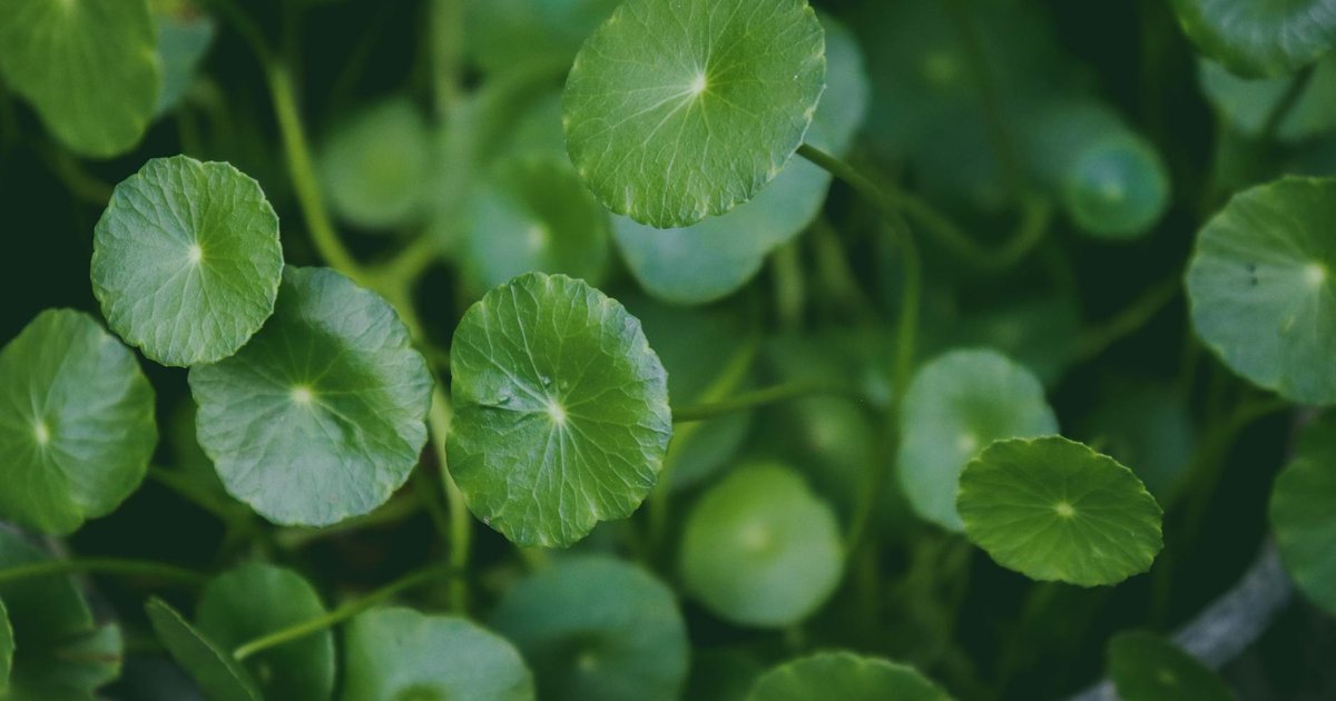 ゴツコーラの名前の由来と意外な歴史