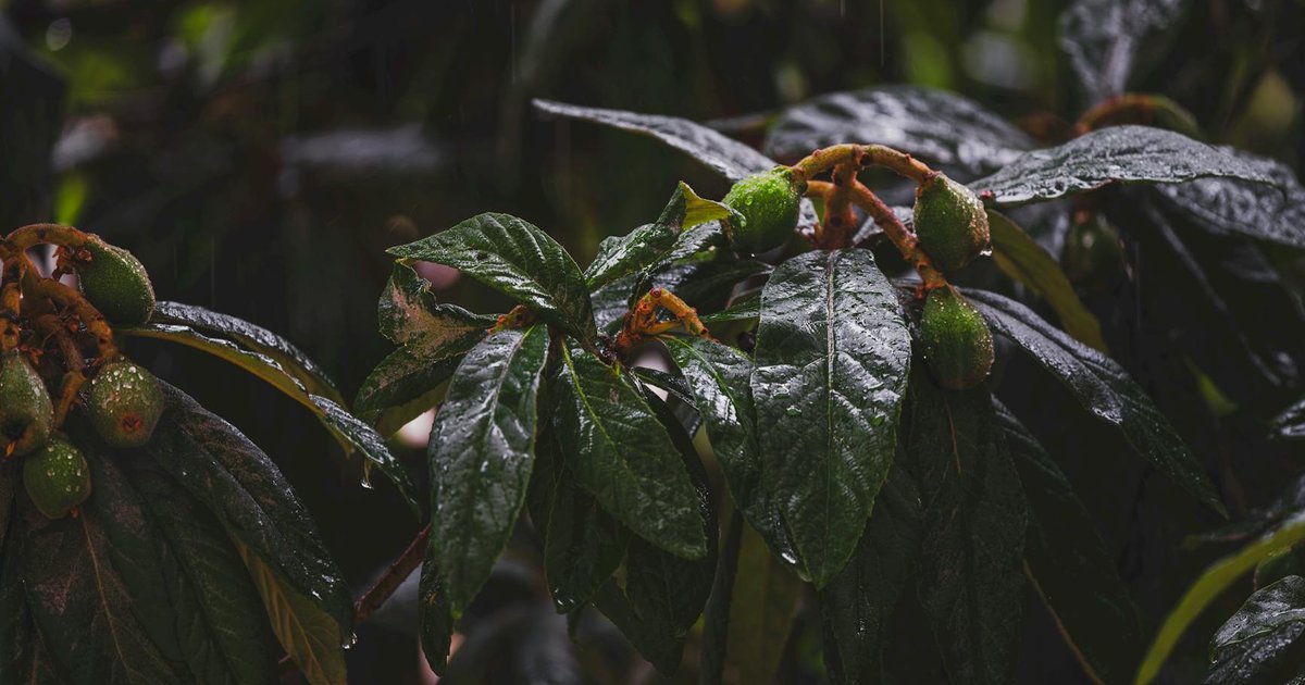 ビワの葉とは？ヨーロッパの庭園から医療へ。青い花びらに含まれる成分と使い方の全体像