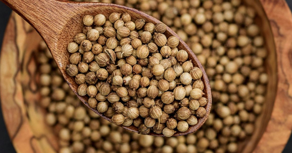 コリアンダーがインド料理で『パクチーの親戚』と呼ばれる理由｜古代エジプトからシルクロード、現代の食卓までの3000年の旅