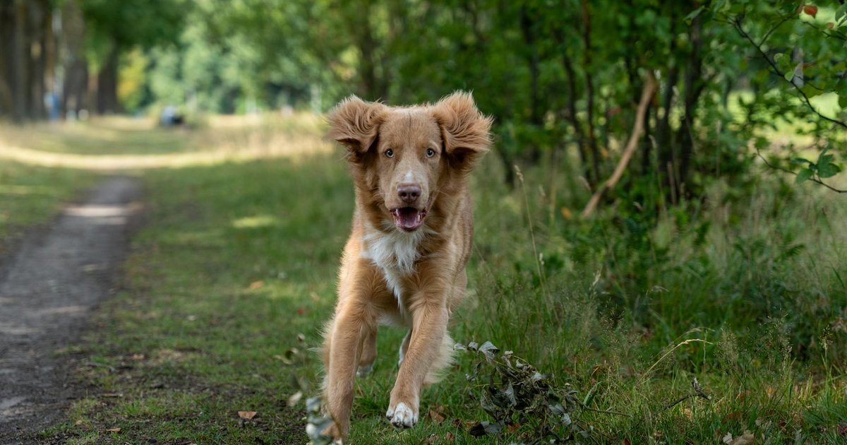 愛犬の春の食欲不振にコリアンダーシード|消化酵素を促進する成分メカニズムと活用法
