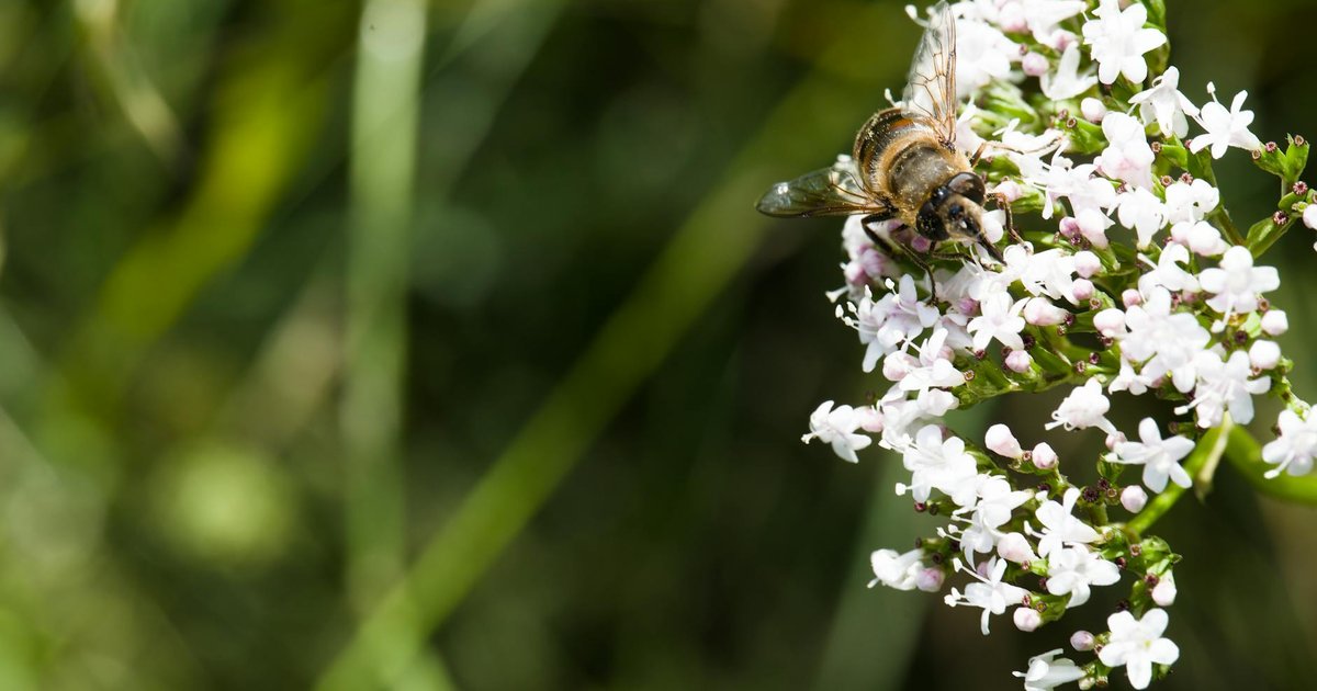 バレリアンの特徴と歴史｜鎮静成分と使い方から、ハーブとしての全体像を知る