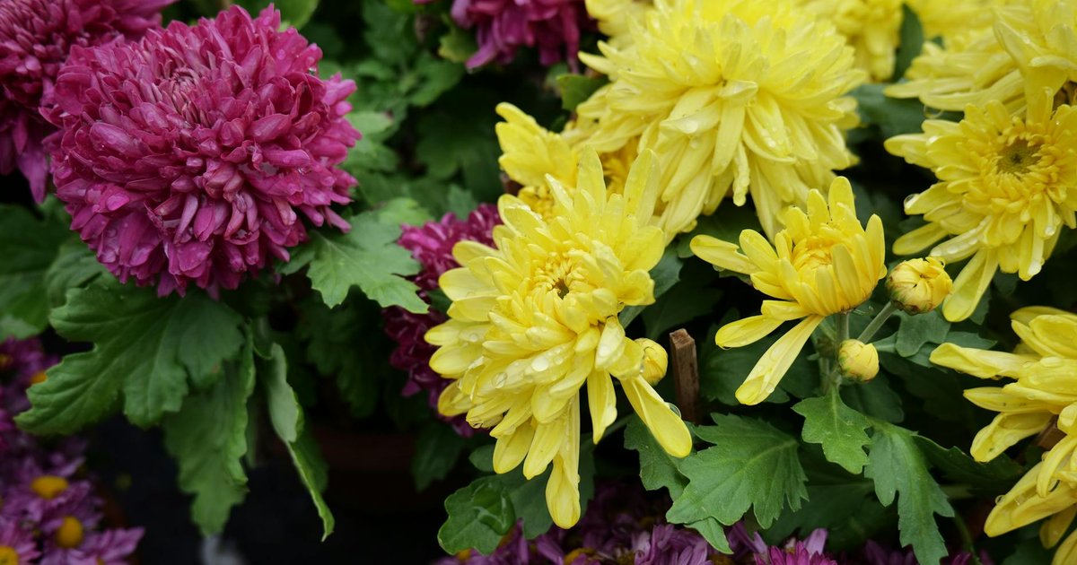 菊花のルテオリンが春の花粉症による目のかゆみに働く仕組み｜フラボノイド研究から分かったこと