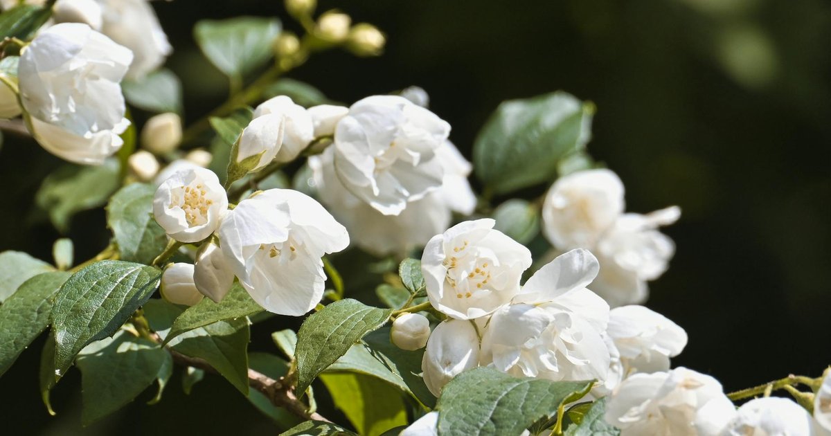 ジャスミン精油のベンゾイン成分が春の自律神経バランスに働く仕組み｜新生活ストレスの科学