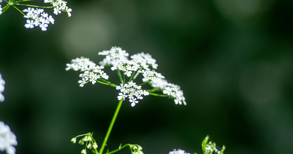 チャービルとは？ヨーロッパの伝統ハーブの成分・産地・使い方の全体像