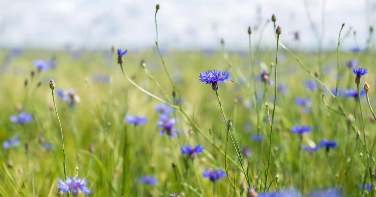 シミくすみが気になる肌へ。コーンフラワーとクコの実で春の透明感を取り戻す飲み習慣