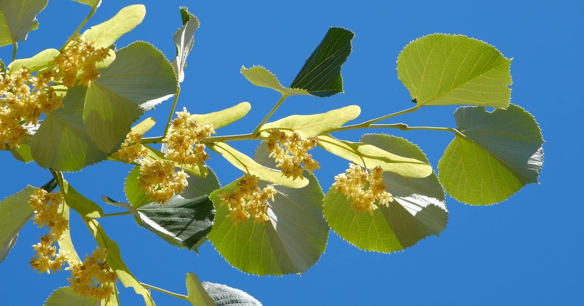 リンデンとは？ヨーロッパの伝統的な鎮静ハーブの成分・産地・使い方の全体像