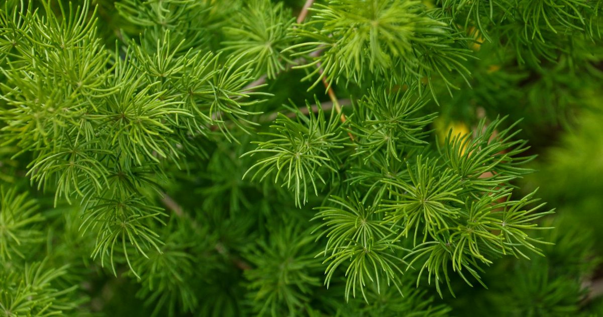 シャタバリの名前の由来と意外な歴史