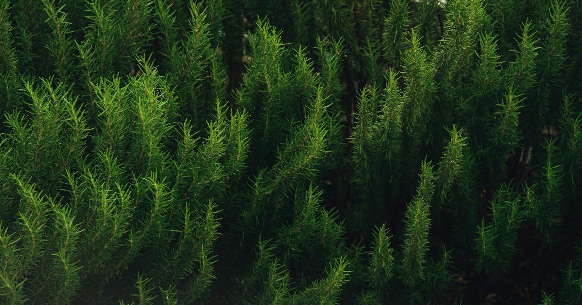 ローズマリーが古代から珍重されてきた理由