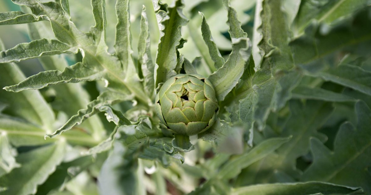 アーティチョークとは？特徴・産地・使い方ガイド