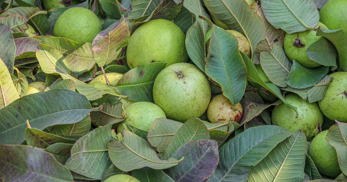 グァバのタンニンが春の食欲不振に働く仕組み｜新生活の消化機能リセット研究