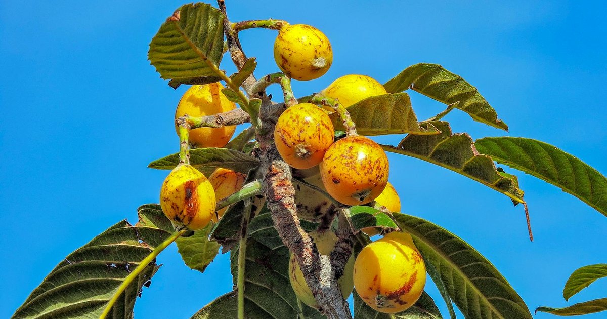 ビワの葉に含まれる主要成分と体への働き