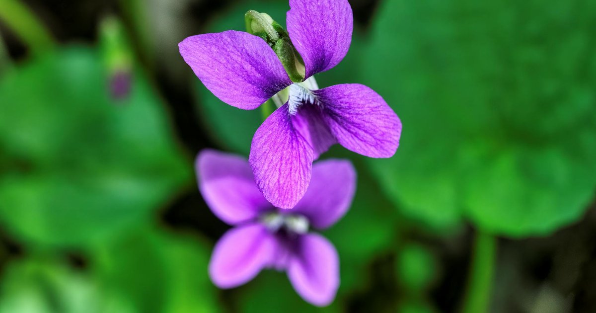 バイオレットが中世ヨーロッパで『愛と忠誠の花』と呼ばれた理由｜春の花言葉と5000年の歴史