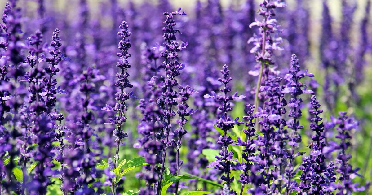 ラベンダーの紫色のラベンダーの花穂・ラベンダー畑・成分と働きの研究